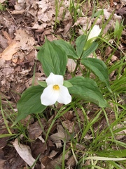 Trillium grandiflorum