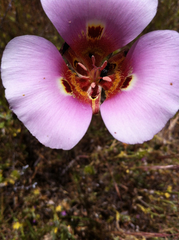 Calochortus vestae