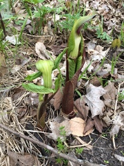 Arisaema triphyllum
