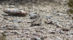 Chordeiles acutipennis