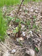 Arisaema triphyllum