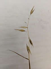 Avena sativa