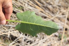 Silphium terebinthinaceum