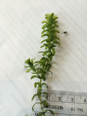 Elodea canadensis