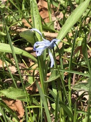Scilla siberica