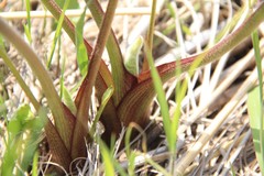 Silphium terebinthinaceum