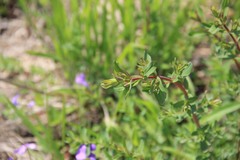 Hypericum perforatum