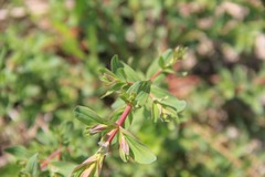 Hypericum perforatum