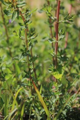 Hypericum perforatum