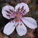 Erodium daucoides daucoides - Photo (c) faluke, some rights reserved (CC BY-NC), uploaded by faluke