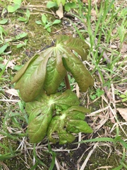 Podophyllum peltatum