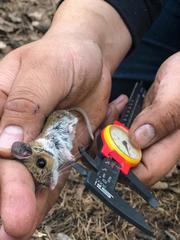 Peromyscus melanotis