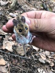 Peromyscus melanotis