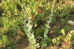 Penstemon grandiflorus