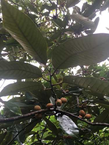 Myristica fatua observed 2016-04-28