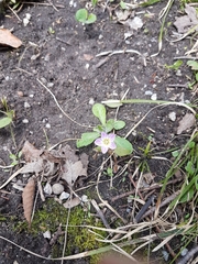 Claytonia caroliniana