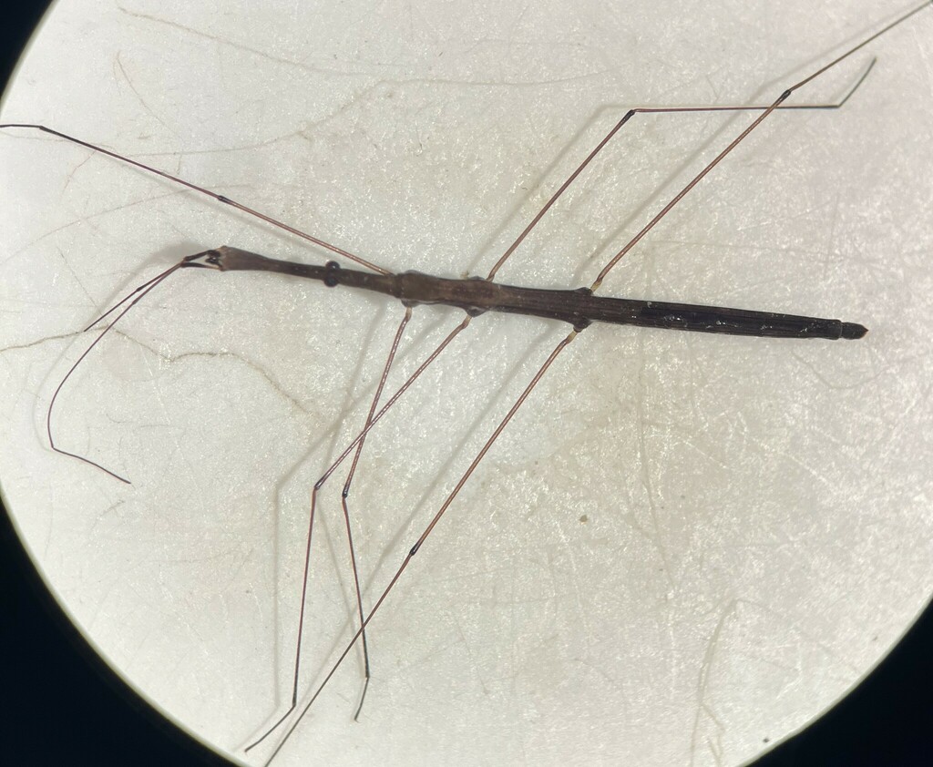 Hydrometra wileyae