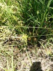 Carex lonchocarpa