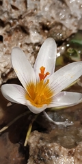 Crocus sieberi