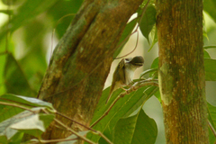 Phylloscopus tenellipes
