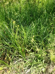 Carex lonchocarpa