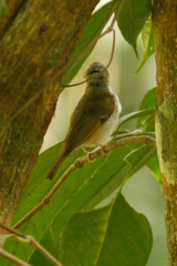 Phylloscopus tenellipes
