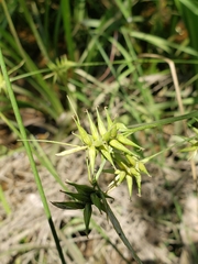 Carex lonchocarpa
