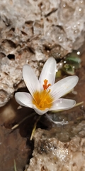 Crocus sieberi