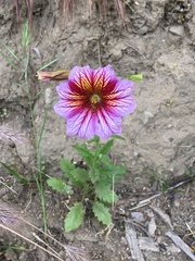 Salpiglossis sinuata