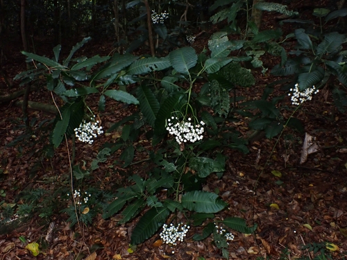 Psychotria baillonii observed 2024-05-31