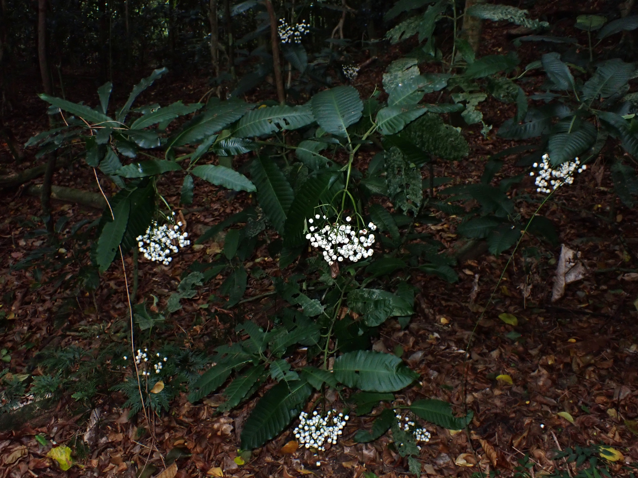 Psychotria baillonii