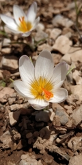 Crocus sieberi