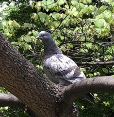 Columba livia domestica