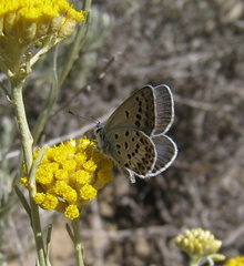 Plebejus bellieri