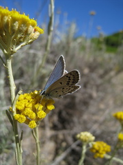 Plebejus bellieri