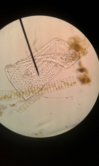 Fragilaria