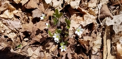 Hepatica americana