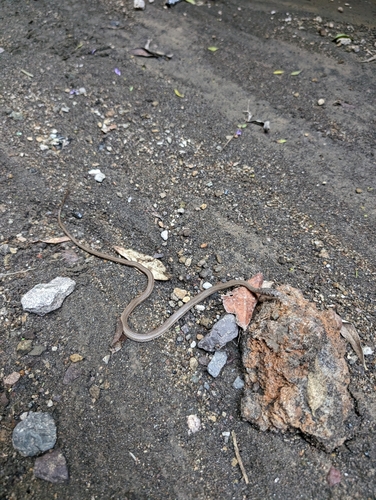 Northern Stripe-bellied Sand Snake