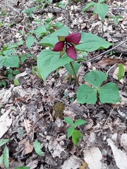 Trillium erectum