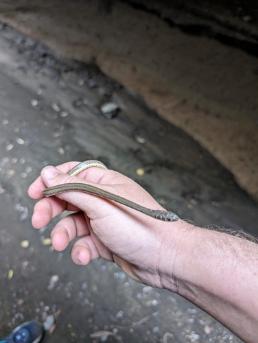Northern Stripe-bellied Sand Snake