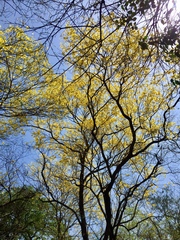 Handroanthus