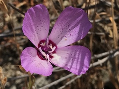 Clarkia cylindrica