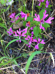 Clarkia concinna