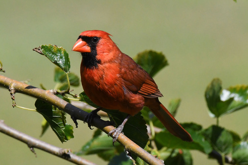 Northern Cardinal photographed in North Carolina