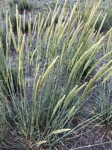 Psathyrostachys juncea (Fisch.) Nevski