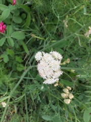 Ligusticum grayi