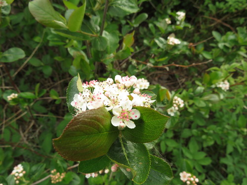 Aronia mitschurinii