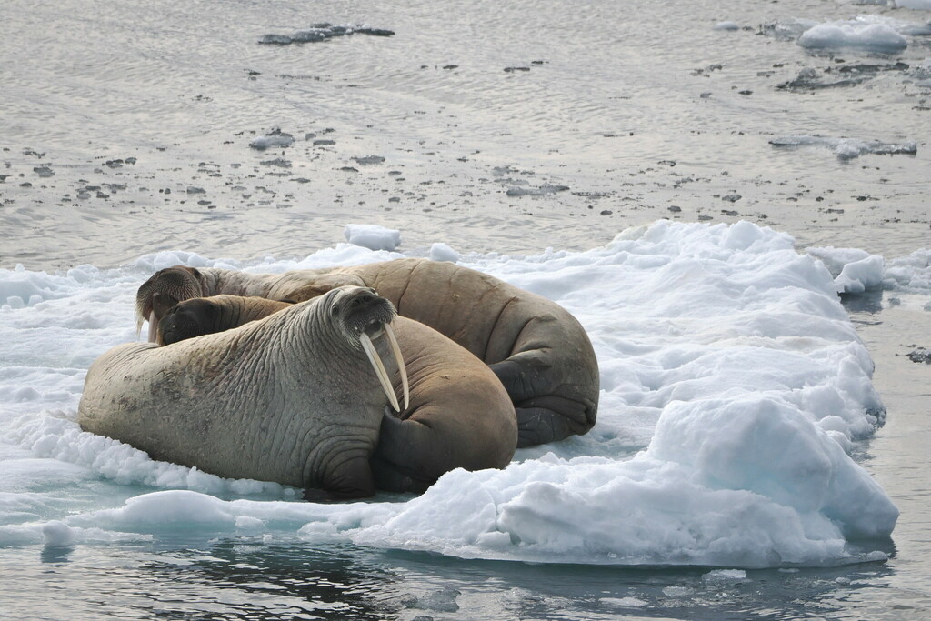 Walruses hauled out on drifting ice in Svalbard
