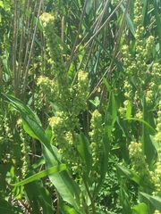 Rumex verticillatus
