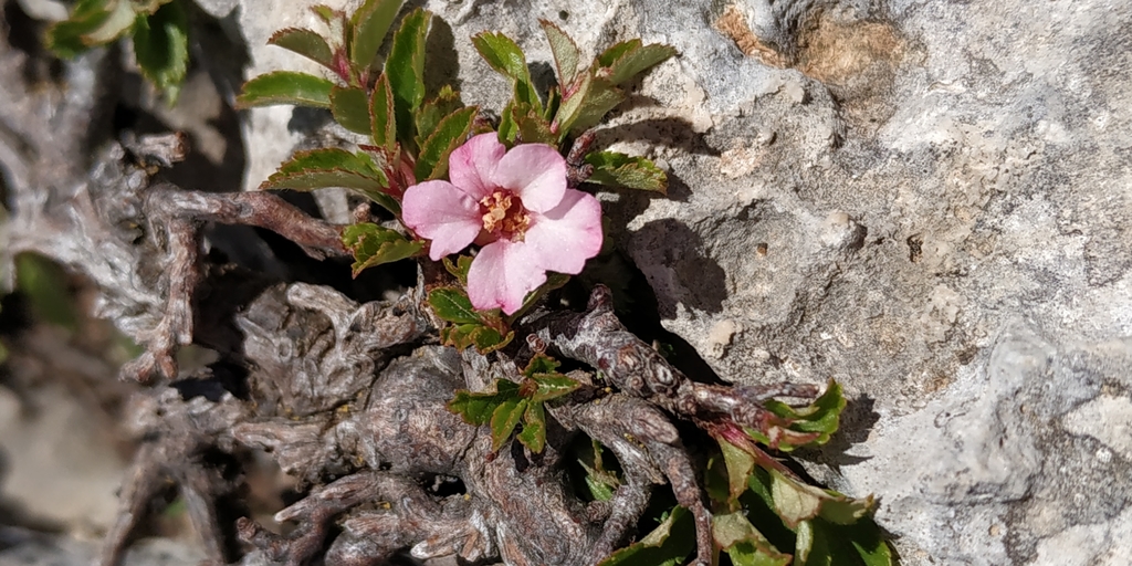 Mountain Cherry